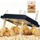 Pitalok Brooder Heater for Chicks Chick Brooder Heating Plate with Easy Cleaning Plate Poultry Coop Heater Chicks Warmer 12 x 12 for 20 Chicks Adjustable Height Brooding Heater 22 Watts