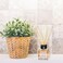 Areon Home Luxury Perfume Reed Diffuser 10 Rattan Reeds Jasmine 50 ml