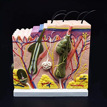 XINDAM Skin Model 50X Enlarged Anatomical Model Anatomy for Science Classroom Study Display Teaching Medical Model
