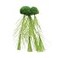 Underwater Treasures Floating Moss with Feather Roots Small