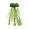 Underwater Treasures Floating Moss with Feather Roots Small