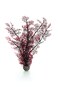 biOrb Sea Fan Large Crimson