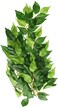 Exo Terra Silk Terrarium Plant Medium Ficus