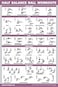 Palace Learning Half Balance Ball Workout Poster Exercise Chart LAMINATED 18 x 24