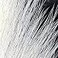 Hareline Fly Tying Large Northern Bucktail White