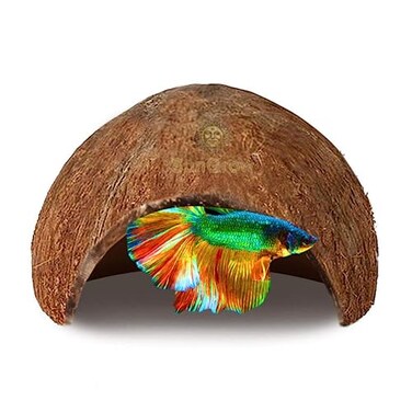 SunGrow Betta Fish Cave Habitat Made from Coconut Shell SoftTextured Smooth Edged Spacious Hideout for Resting and Breeding 1 Pc