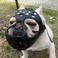 BARKLESS French Bulldog Muzzle Soft Short Snout Dog Muzzle Stops Biting