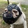 BARKLESS French Bulldog Muzzle Soft Short Snout Dog Muzzle Stops Biting