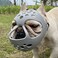 BARKLESS French Bulldog Muzzle Soft Short Snout Dog Muzzle Stops Biting