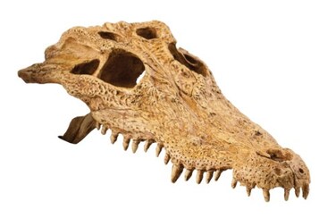 Exo Terra Crocodile Skull Terrarium D