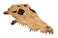 Exo Terra Crocodile Skull Terrarium D