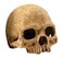 Exo Terra Primate Skull Terrarium D
