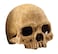 Exo Terra Primate Skull Terrarium D