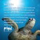 Primal Elements Soap Loaf Sea Turtles 55 Pound
