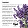 Primal Elements Soap Loaf Lavender Essential Oil 55 Pound