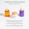Ogee Natural Retinol Trio Botanical Eye Balm Bakuchiol 2 Elixir Retinal Extract 1 Elixir