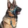 BARKLESS No Pull Dog Head Collar for Gentle Training Walking Soft Padded Head Halter with Collar Safety Clip Comfortable Fit Muzzle Leash with Reflective Strap for Medium Large Dog Blue L