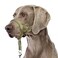 BARKLESS Sturdy No Pull Head Collar for Medium Large Dogs Gentle Reflective Head Halter with Safety Link Adjustable Nylon Dog Training Muzzle Leash for Walking Control Green L