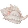 Zoo Med Hermit Crab Growth Shell Medium 2Pack