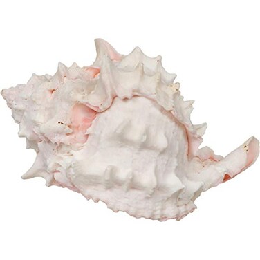 Zoo Med Hermit Crab Growth Shell Medium 2Pack
