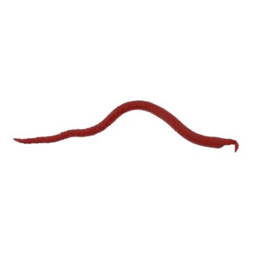 Berkley Gulp! Extruded Bloodworm , 1.2 oz, Bloody