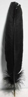 AzureGreen Black Feather