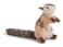 Hansa Plush 8" Chipper Chipmunk