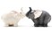 Pacific Giftware 1 X Ceramic Magnetic Salt and Pepper Shaker Set - Elephants They Kiss 8795