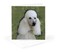 3dRose Standard Poodle 1 Greeting Card with envelope