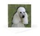 3dRose Standard Poodle 1 Greeting Card with envelope