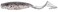 Z-Man SSTKCRL-259PK5 Scented Curly Tailz Lures, Bad Shad