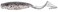 Z-Man SSTKCRL-259PK5 Scented Curly Tailz Lures, Bad Shad