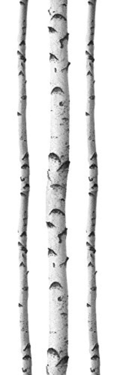 Wallpops Silver Birches Wall Art Kit, WhiteOff-White