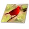 3dRose LLC Red Cardinal 4-Inch Ceramic Tile