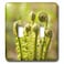 3dRose Fiddleheads, Ferns, Stanley Park, British double toggle switch