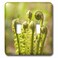 3dRose Fiddleheads, Ferns, Stanley Park, British double toggle switch