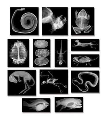 Roylco Animal X-Ray Learning Set ,13 pcs.