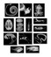 Roylco Animal X-Ray Learning Set ,13 pcs.
