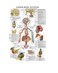Palace Learning Laminated Endocrine System Anatomical Chart - Endocrine Anatomy Poster ,18" x 24