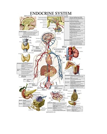 Palace Learning Laminated Endocrine System Anatomical Chart - Endocrine Anatomy Poster ,18" x 24