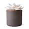 Edens Garden Charcoal Ceramic Bloom Diffuser Essential Oil Passive