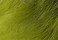 Hareline Fly Tying Crosscut Rabbit Strips - Olive