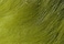 Hareline Fly Tying Crosscut Rabbit Strips - Olive