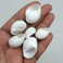 PEPPERLONELY White Natica Snail Sea Shells, 8 OZ Apprx.60PC Shells, 3/4 Inch1-1/4 Inch