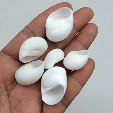 PEPPERLONELY White Natica Snail Sea Shells, 8 OZ Apprx.60PC Shells, 3/4 Inch1-1/4 Inch