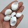 PEPPERLONELY White Natica Snail Sea Shells, 8 OZ Apprx.60PC Shells, 3/4 Inch1-1/4 Inch