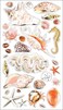 Sticko Sea Shells and Sand Stickers