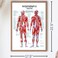 Anatomical Worldwide Trigger Points Laminated Chart