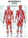 Anatomical Worldwide Trigger Points Laminated Chart