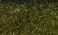 Hareline Fly Tying Ice Dub95 UV Dark Olive